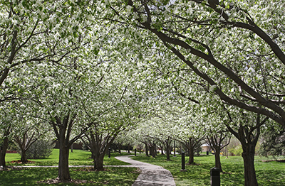 A scenic view of Glenmere Park with blooming trees creating a serene walkway ambiance.