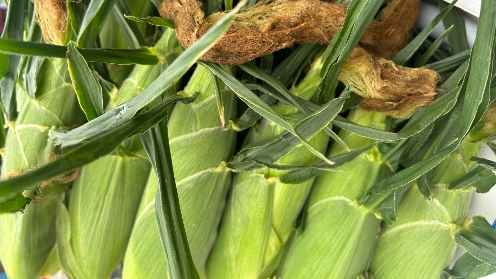 Close up of green husks of corn at the Greeley Farmers Market