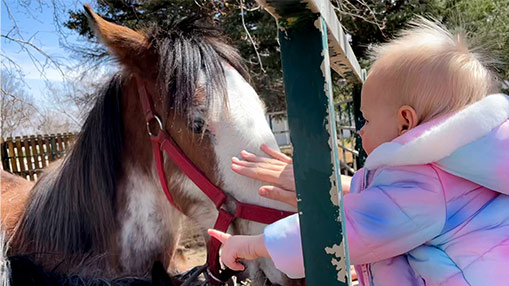 A young child reaching out to pet a horse through a fence in an outdoor setting.