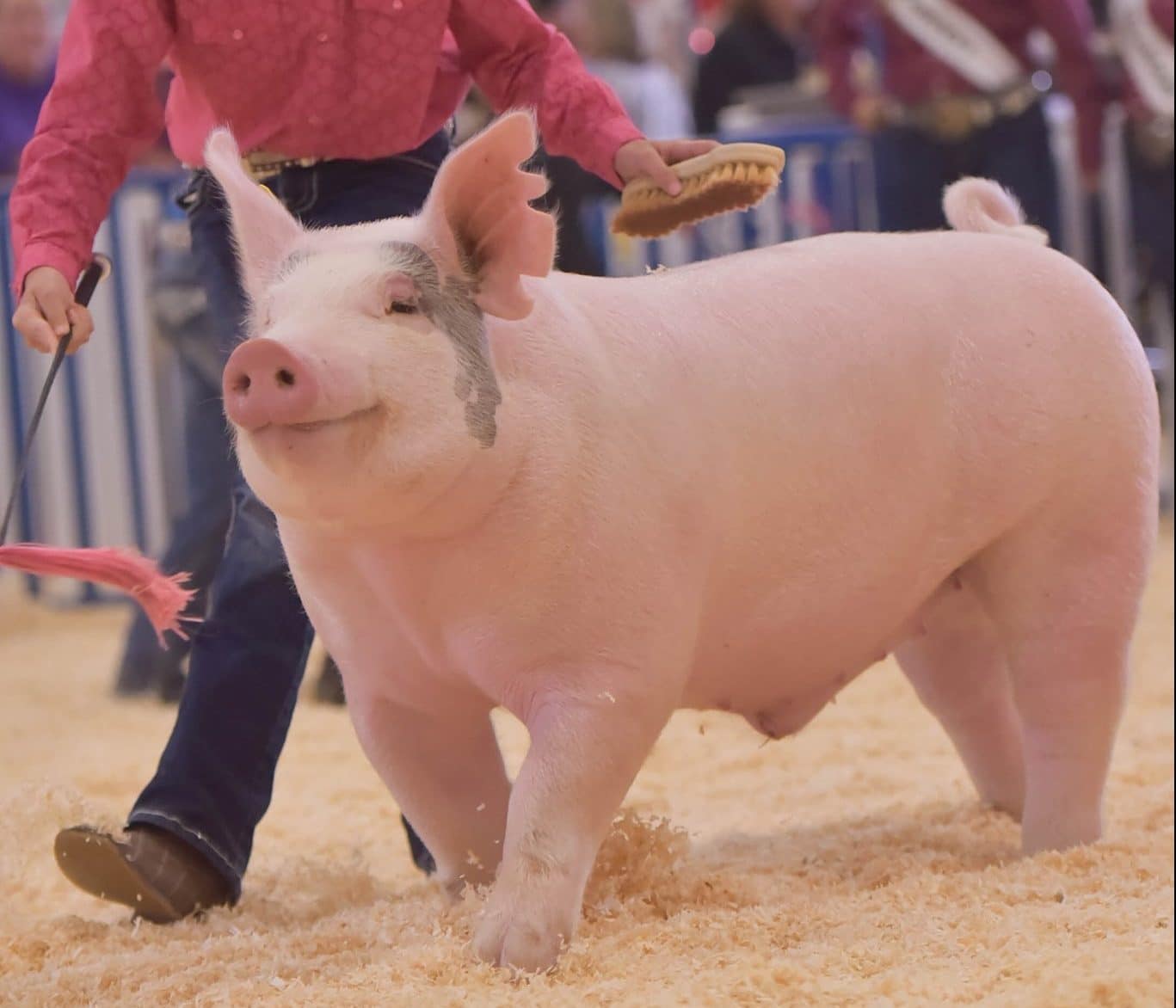 A pink pig trots through sawdust with its handler during a lively event at the Weld County Fair.