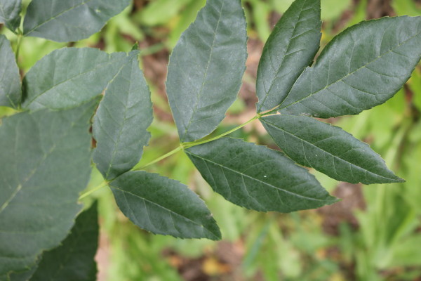 Close-up of green ash tree leaves showcasing their distinctive symmetrical pattern.