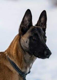 A close-up of K9 Beta, a Belgian Malinois, used in search and rescue operations against a snowy background.