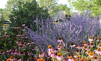 A vibrant display of colorful drought-resistant xeriscape plants, ideal for sustainable landscaping.