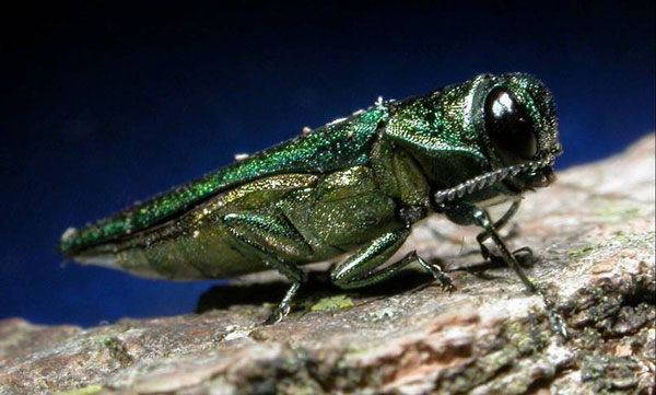 Close-up view of the invasive Emerald Ash Borer, a harmful pest to ash trees.