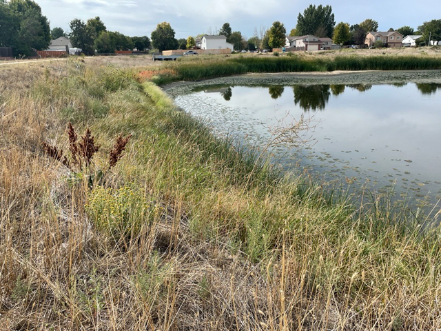 Weeds line the banks of a Greeley detention pond.