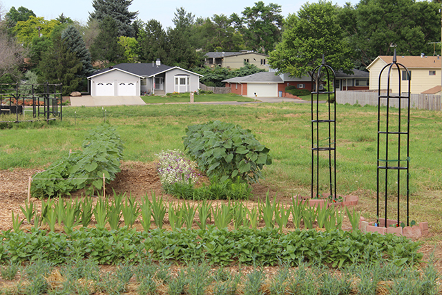 Plants growing in the community gardens with Greeley houses in the background
