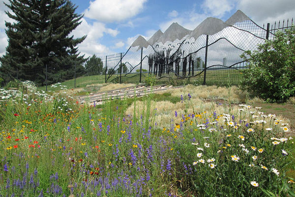 A colorful array of wildflowers in a xeric garden with a mountain-inspired art installation in the background.