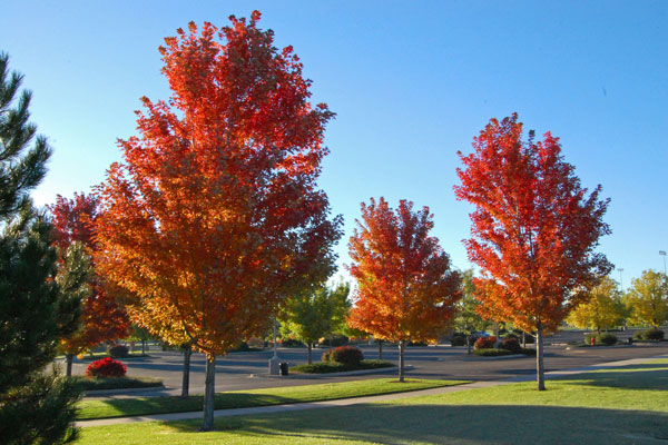 A vibrant display of fall foliage with red and orange hues captured in a city parking area under the clear blue sky.