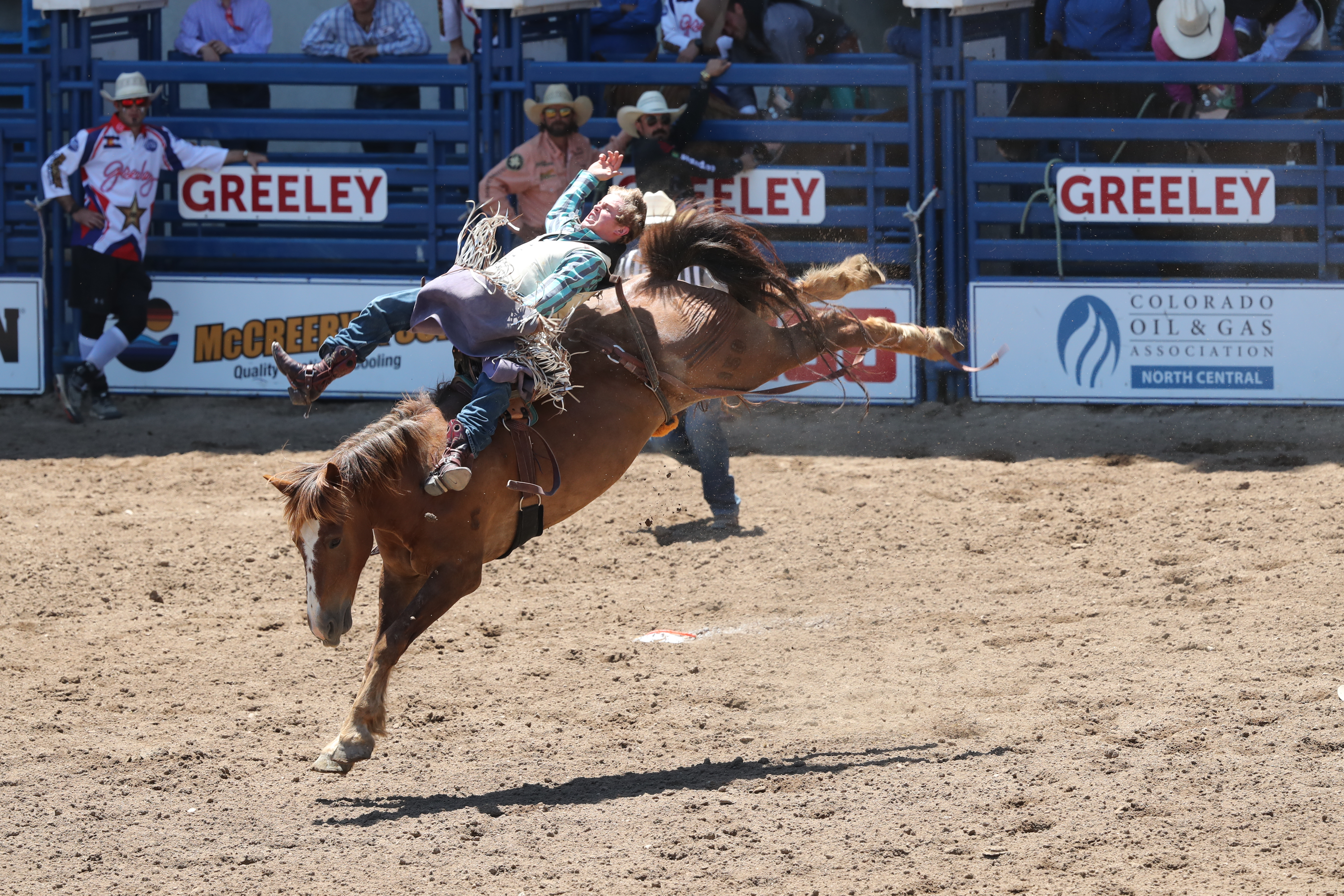 A cowboy riding a bucking bronco horse at the Greeley Stampede rodeo.  The cowboy is leaning backwards with his right arm extended and is close to falling off as the horse bucks high into the air.  Men wearing cowboy hats lean against a metal fence in the background, watching the cowboy.  
