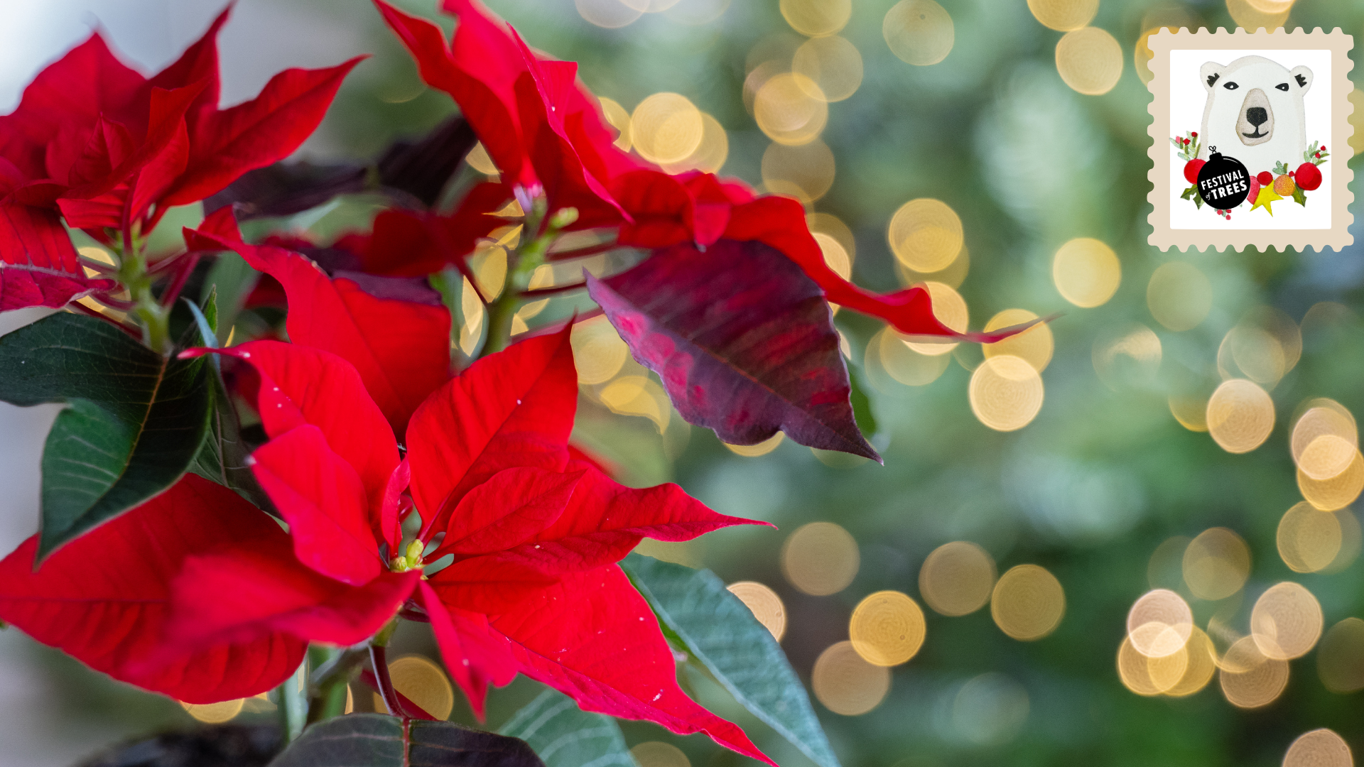 A red poinsettia plant with festive lights in the background. Stamp in upper right with Festival of Trees watercolor bear with ornament necklace.