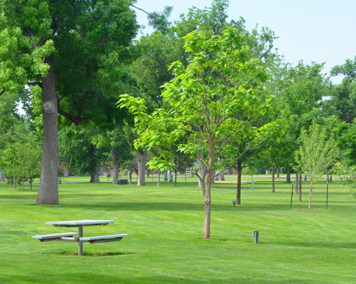A serene park scene with vibrant green trees, freshly mowed grass, and a picnic table under the open sky.