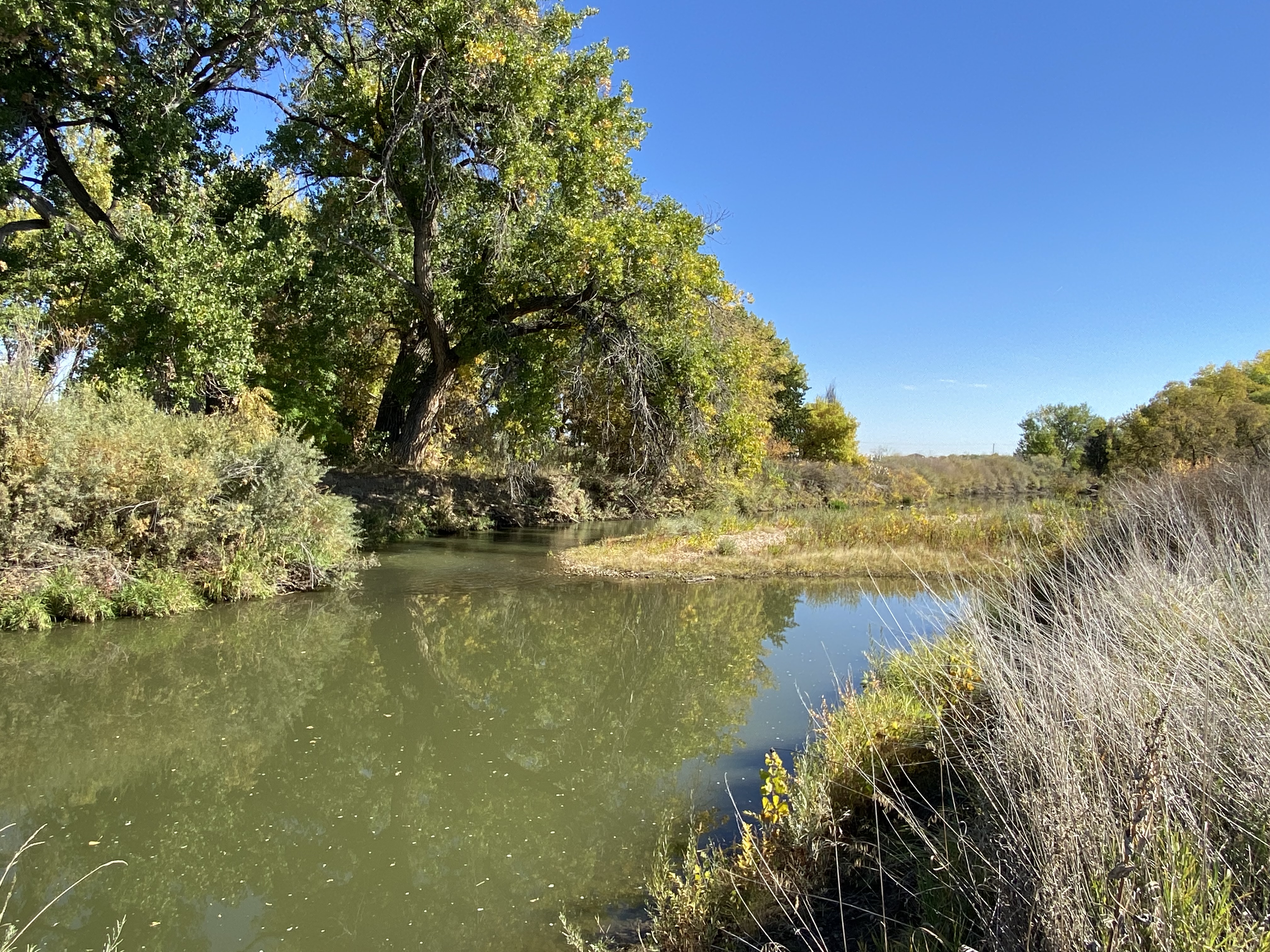 The Cache la Poudre River is flowing slowly and appears green in color. On each riverbank, the grasses appear dry and the leaves on the cottonwood trees are beginning to turn yellow. 