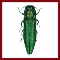 The emerald ash borer (EAB) is an invasive beetle that damages ash trees.