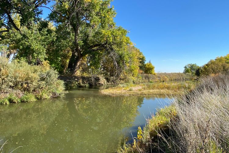 The Cache la Poudre River is flowing slowly and appears green in color. On each riverbank, the grasses appear dry and the leaves on the cottonwood trees are beginning to turn yellow.