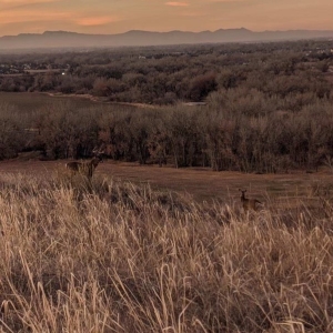 A serene prairie landscape at sunset featuring mountains in the background and deer amid golden grass.