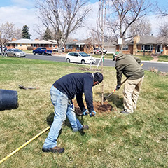 Two individuals planting a tree in a residential neighborhood on a bright day.
