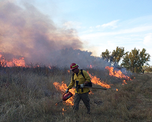 A firefighter managing a controlled burn in a grassland area to prevent wildfires.