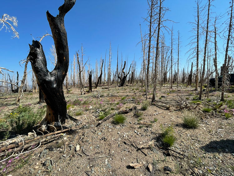 A visually striking scene showing the aftermath of a wildfire at Black Hollow in 2024, with charred trees and regrowth emerging in the barren area.