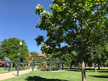 A tranquil day in Lincoln Park showcasing green trees, walking paths, and open spaces.